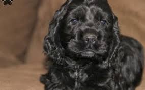 Cocker spaniel x havanese puppies. Welsh Spaniel Breeders Wonderful Spaniels