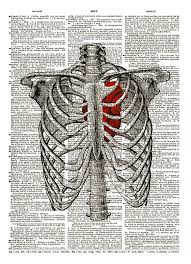 Learn vocabulary, terms and more with flashcards, games and other only rub 220.84/month. Human Heart Inside Rib Cage Dictionary Art Print No 9 Dictionary Art Print Dictionary Art Anatomy Art