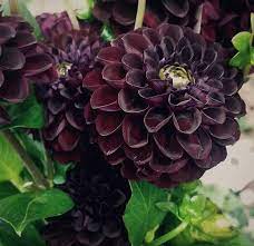 Your wild dahlia flowers stock images are ready. Black Dahlia Flower Bulk Fresh Diy Wedding Flowers Flower Moxie