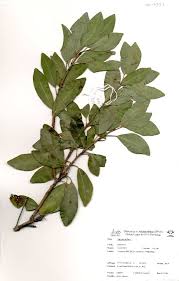 Image result for Mimusops obtusifolia