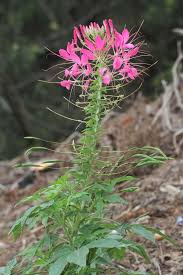 Image result for Cleome houtteana