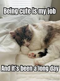 I love that cat you drew! Being Cute Is My Job And It S Been A Long Day Meme Generator