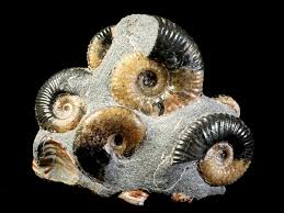 Image result for Dissotis anchietae