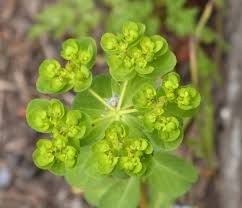 Image result for Euphorbia granulata