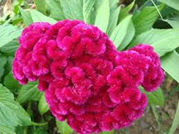 Meet Celosia Trees To Plant Celosia Flower Flowers