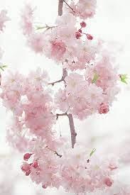 Pin By Wanda Bare Byas On In Living Color Flowers And Plants Flowers Beautiful Flowers Very Beautiful Flowers