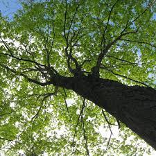 Combine 20 drops of tea tree oil, 3/4 cup of water and a 1/2 cup of apple cider vinegar in a spray bottle. 16 Medicinal Trees For Your Herbal Medicine Chest