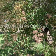 Image result for Lawsonia inermis