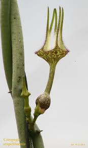 Image result for Ceropegia stenantha