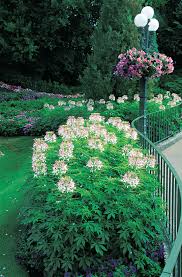 Image result for Cleome rubella