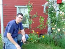 Pflaumen und birnen kenne ich wie gesagt als wahre wespenmagnete und sowas will ich nichgt im garten haben. Welcher Apfelbaum Fur Meinen Garten Youtube
