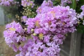 Image result for Felicia aethiopica