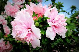 Image result for Hibiscus mutabilis