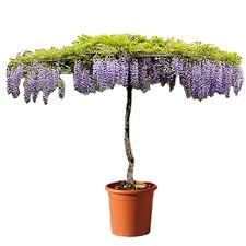 We did not find results for: Roof Shaped Plants Garden Plants Online