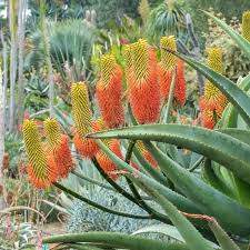 Image result for Aloe plowesii