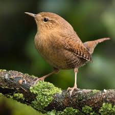 eurasian wren winterkoning nannus troglodytes always a joy to have in the garden this hop o my thumb with a giant attitude there can