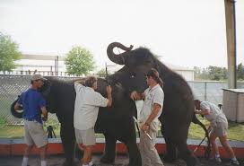 ãåç©ãµã¼ã«ã¹ãèå°è£ãã®ç»åæ¤ç´¢çµæ