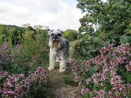 Used in landscaping and found in the wild, the entire genus is extremely dangerous for dogs. Plants Toxic To Dogs Jimsmowing Com Au