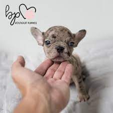 Usa Puppy Shipping Pick Up Options Free Local Pick Up In Texas Shipping Via Nanny Service To Usa Or Mexico 500 Ou Puppy Store French Bulldog Puppies Puppies