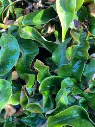 Image result for Pyrrosia rhodesiana