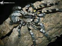 Image result for Phaulopsis sangana