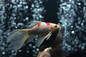 Jika kamu ingin mancing ikan mas, kamu harus mengikuti resep umpan ikan mas yang jitu berikut ini, dijamin 100% dapat banyak. Jenis Ikan Komet Dan Cara Memelihara Dengan Baik Bukareview