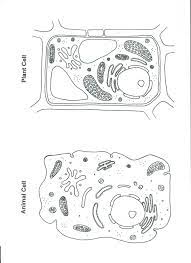 Animal cell coloring worksheet pdf free parts flower page plant from animal and plant cells worksheet, source:infowar.co. Animal Cell Coloring Page Coloring Home
