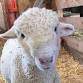 Baby Animal Days at Centennial Village Museum