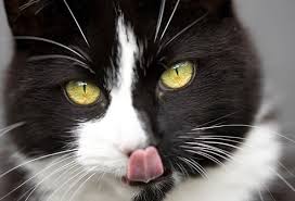 List of foods bad for cats. Harmful Foods Your Cat Should Never Eat Tuna Milk Raw Fish And More