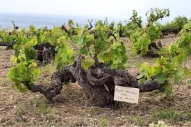 The center for european policy analysis (cepa)'s mission is to ensure a strong and enduring transatlantic alliance rooted in democratic values and principles with strategic vision, foresight. Visita La Primera Bodega De La Costa Del Sol Y Apadrina Una Cepa De Vino