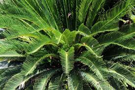 It also grows best in moderate or low indirect sunlight and can tolerate a range of temperatures from 55 to 85 degrees. Australian Native Plants The Essential Guide Better Homes And Gardens