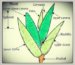 Image result for Grewia rugosifolia