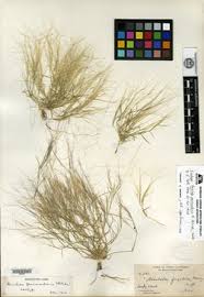 Image result for Aristida pilgeri