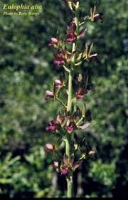 Image result for Eulophia alta