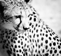 Black And White Cheetah Photography Cheetah Wildlife Art Fine Art Photography Nature Home Decor Black And White Wall Art Monochrome Animal Photography With Images Wildlife Art Black And White Wall Art Animal Photography