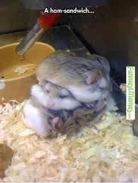 15 Funny Hamster Memes To Get You Through Friday Funny Hamsters Cute Hamsters Funny Animal Pictures