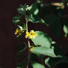 Image result for Grewia monticola