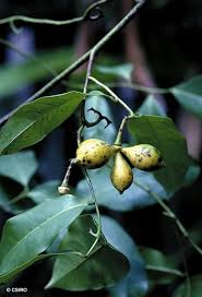 Image result for Artabotrys likimensis