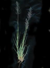 Image result for Sporobolus festivus