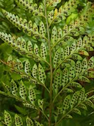 Image result for Rumohra adiantiformis