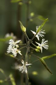 Image result for Bewsia