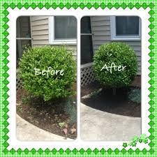 Hedge Trimming Simple Ball Shape Beautiful Boxwood Landscaping Outdoor Gardens Backyard