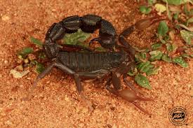 Akrep zodyak'ın ikinci su burcudur. Transvaal Thicktail Scorpion African Snakebite Institute