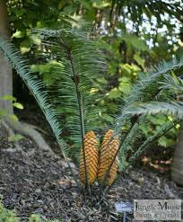 Image result for Encephalartos villosus