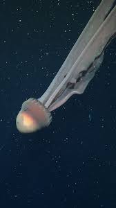 Image result for Jellyfish