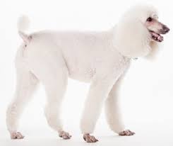 Now it's easier to send cockapoo puppies available for adoption a message. Theresa S Cockapoo S Cockapoo Dog Breeder