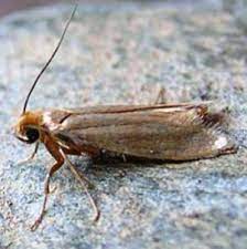 A to z of skin diseases, conditions and their treatments from dermnet new zealand. Clothes Moth Control Of Clothes Moth In Homes