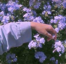 Yellow flower on the green grass in spring forest. Aesthetic Purple Lavender Aesthetic Aesthetic Purple Aesthetic Lavender