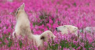 There are 17785 bear and flowers for sale on etsy, and they cost 19,86 $ on average. Canadian Photographer Captures Polar Bears Playing In Flower Fields Bored Panda