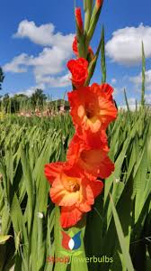 Discover our fantastic range of gladiolus bulbs. Exporter And Wholesale Of Gladiolus Bulbs Stoopflowerbulb Nl